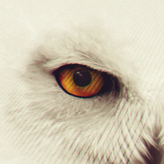 Seeking Eyes Preview