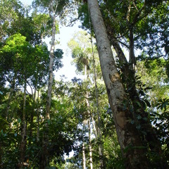 Fieldrecording: Musquitoes attack in the Peruvian Amazone Rainforest.