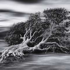 Song Versie 21 februari (Midi Song 24 januari 2013)