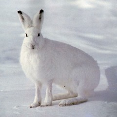 O`TOOL - White Rabbit