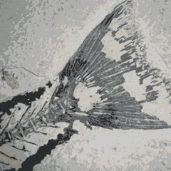 B.S.O.  Acuarium Nostrum (Ry By song 2)