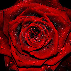 Passion in Red Scarlet