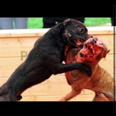 Dog Fight (GrayHown Diss) - Lil Fish