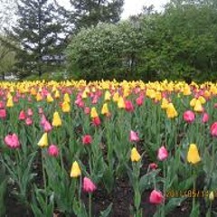 VanSemberuu Tsetseg - Вансэмбэрүү цэцэг