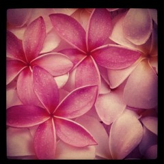 Impro #7b Frangipani Cloud