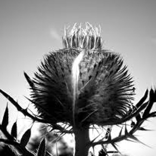 Sugarclove And Thistle