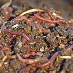 GABQ - SOMETIMES I'M HAPPY