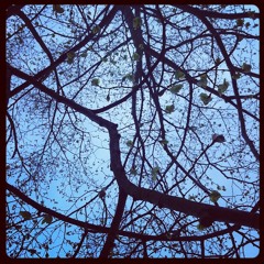 Sullivan Street - Daniel Ward-Murphy (Counting Crows cover)