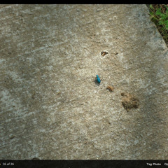 Camsha - Plonken (Original)