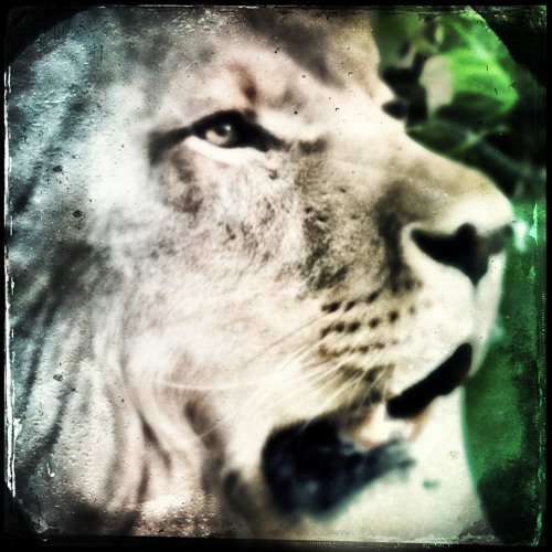 Aaron Spectre - Lion Mix