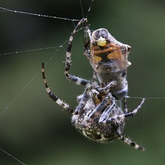LibertyBlue - Essen ist fertig #1 Frühstück! (Innervision Radio Showcast)