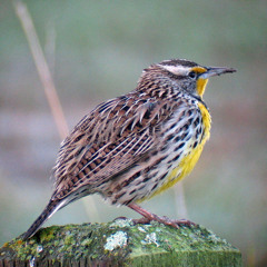 Western Meadowlark