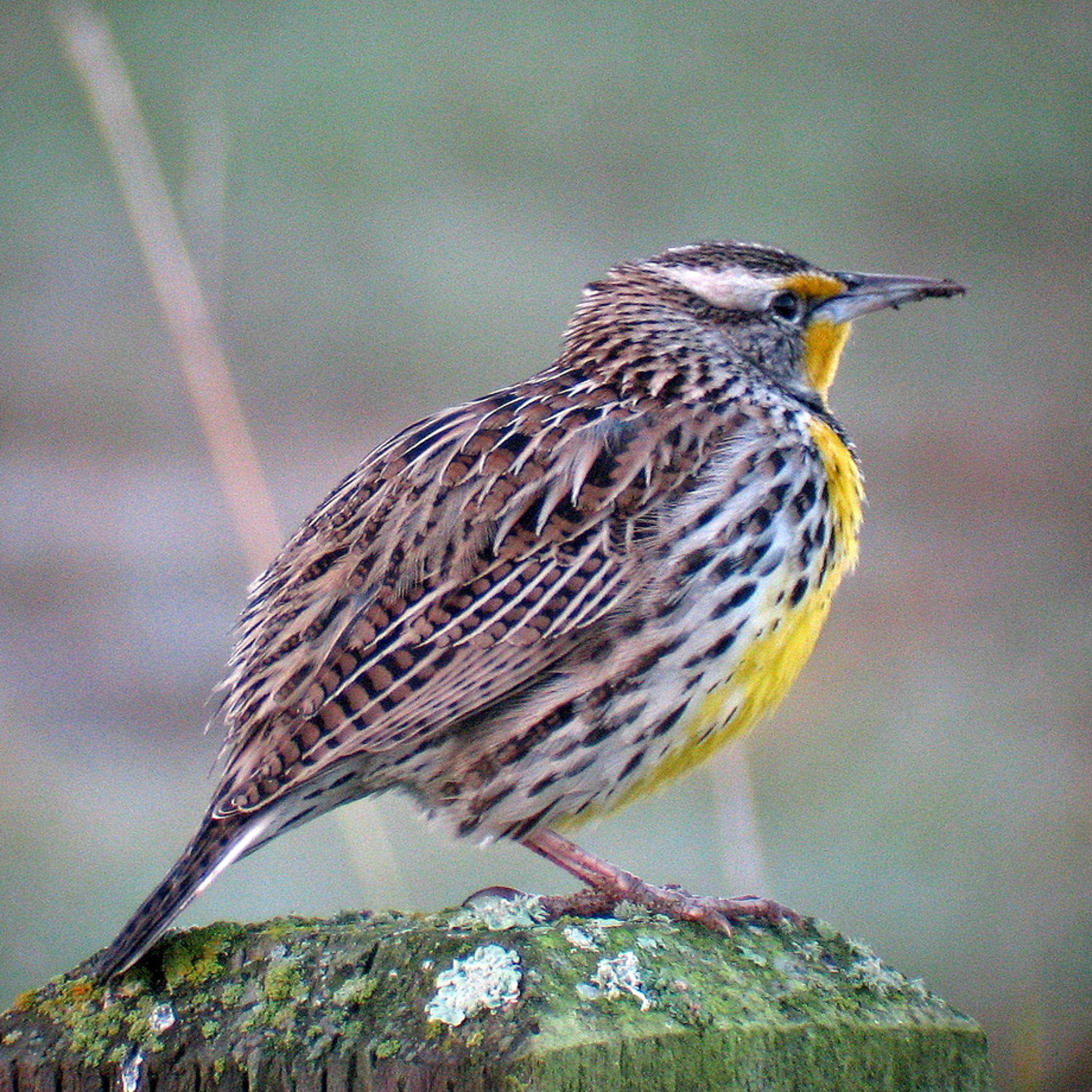 Western Meadowlark episode artwork