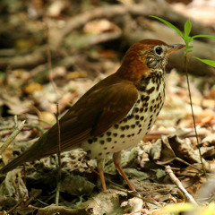 Wood Thrush