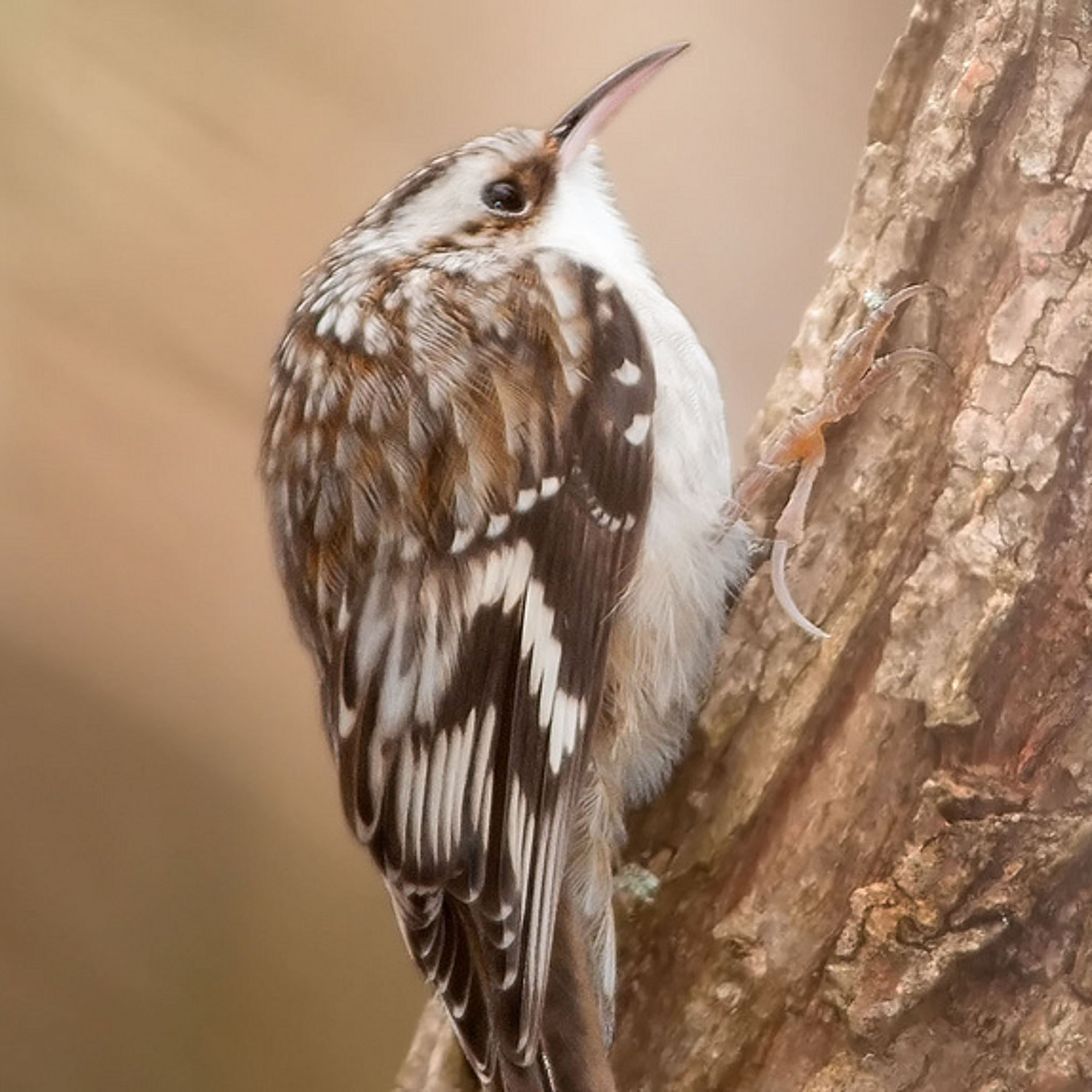 Brown Creeper episode artwork