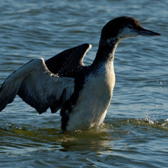 Common Loon