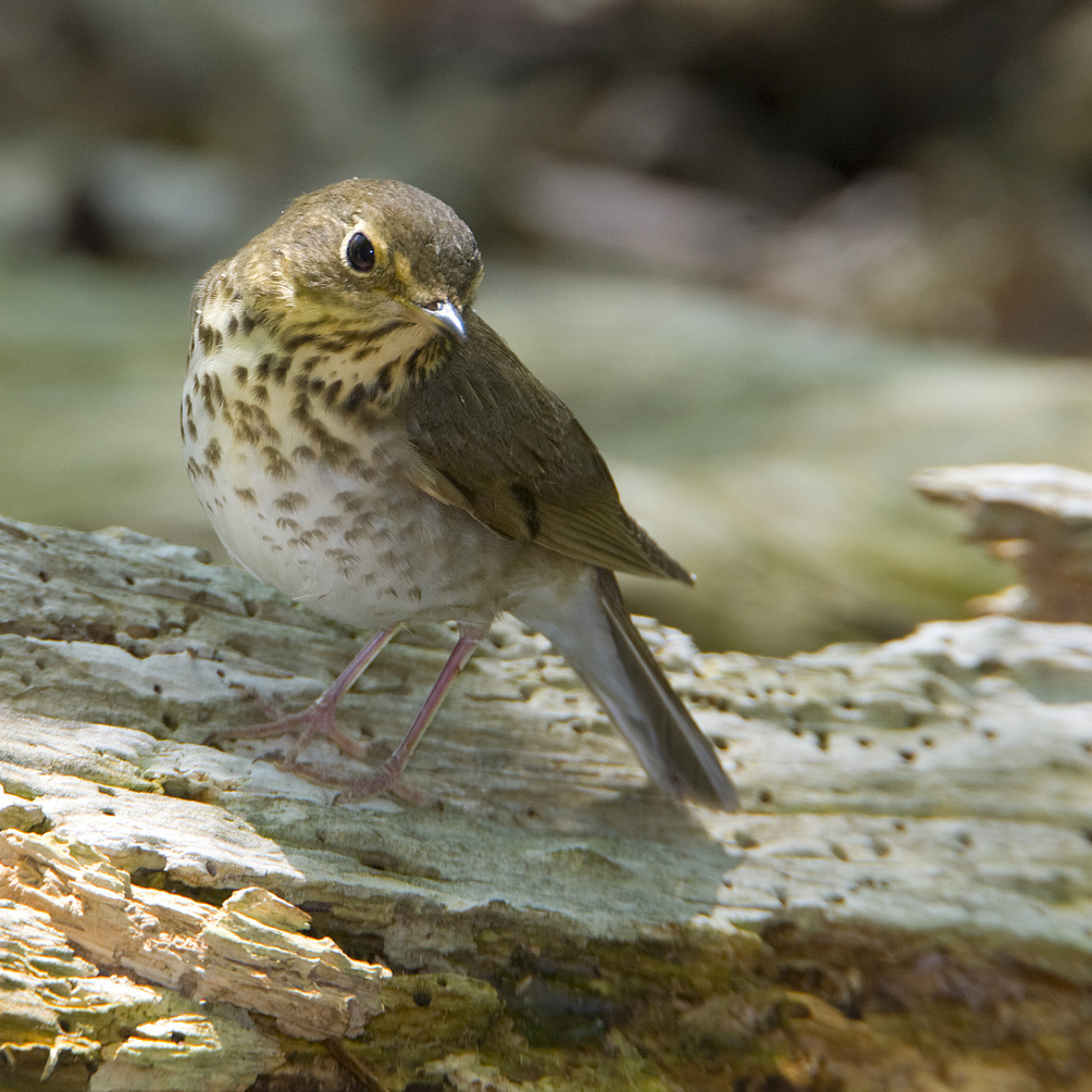 Swainson's Thrush episode artwork