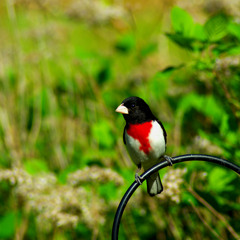 Rose-breasted Grosbeak