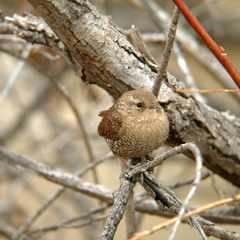 Winter Wren