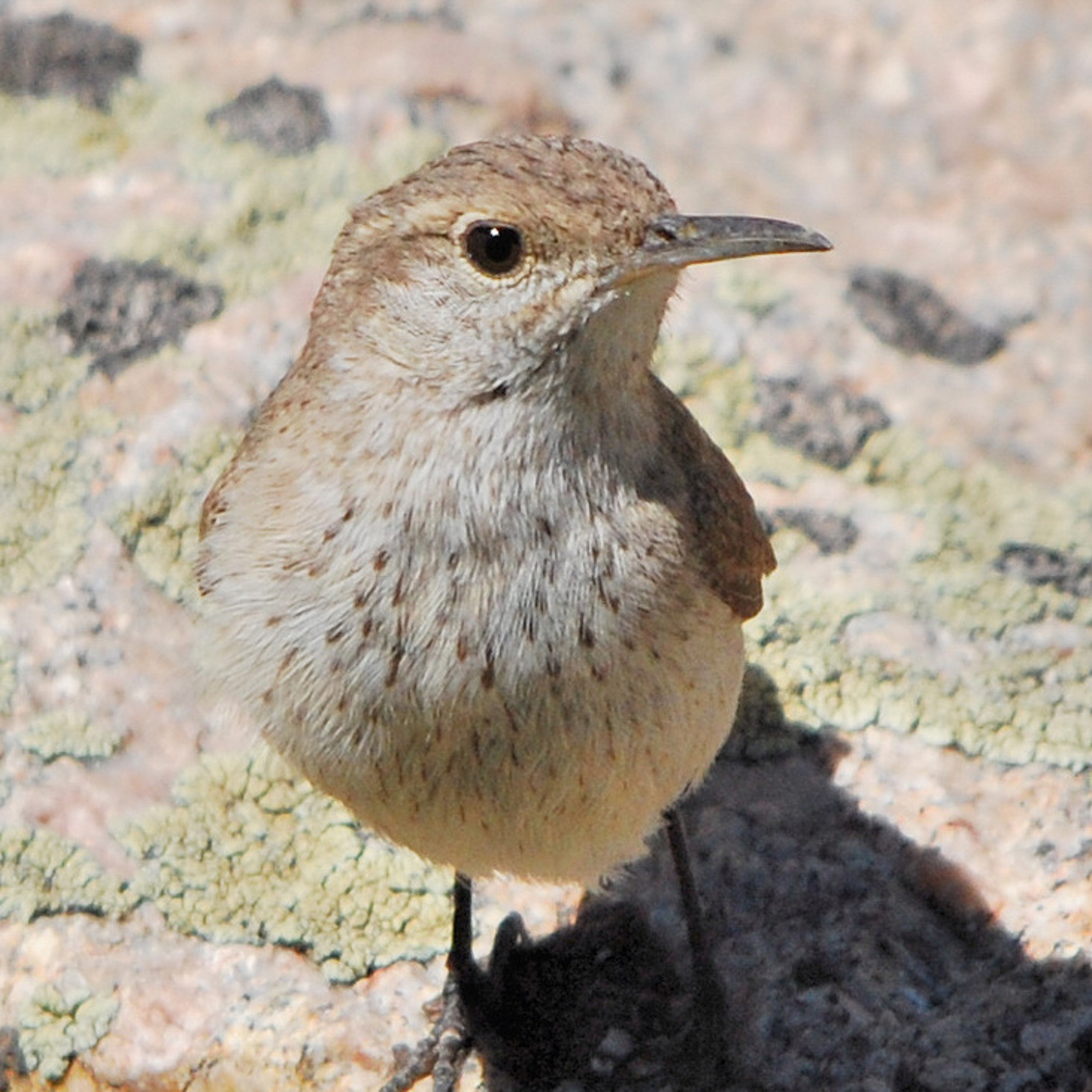 Rock Wren episode artwork