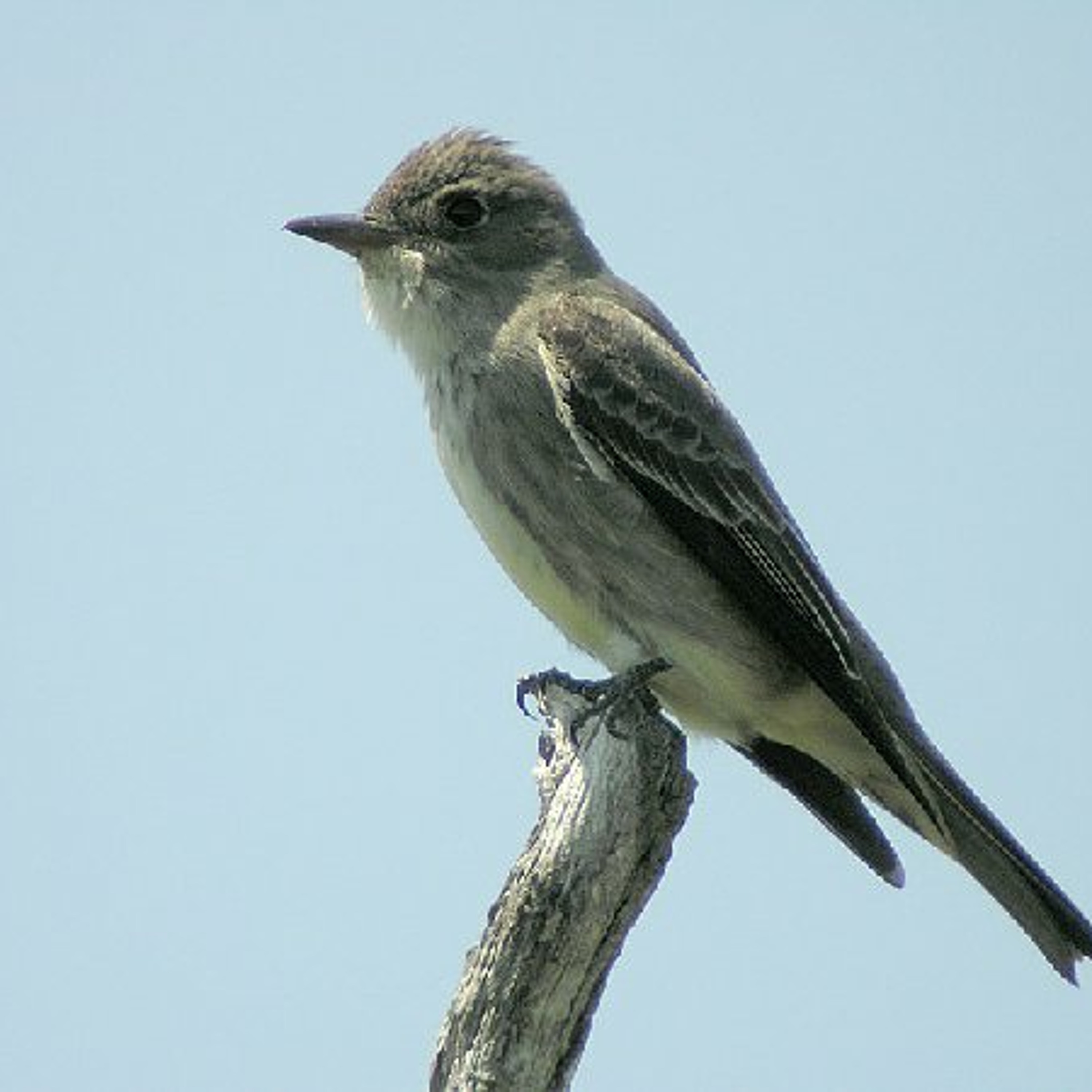 Olive-sided Flycatcher episode artwork