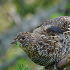 Ruffled Grouse