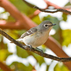 Cassin's Vireo