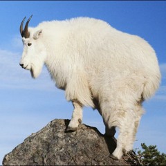 Get This: Talkback Mountain Theme - Silicon Teens