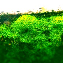 Gamma Progression St.