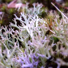 Purification Ceremony