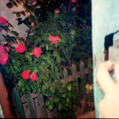 Poisoned roses