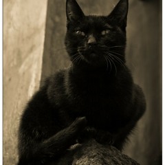 Tbili-si - chakuzuli kata