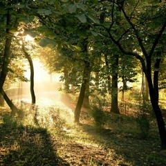 Extinity & Sunlight - Forest Spirits