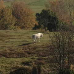 Her voice of liberty