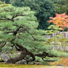 Zen Garden