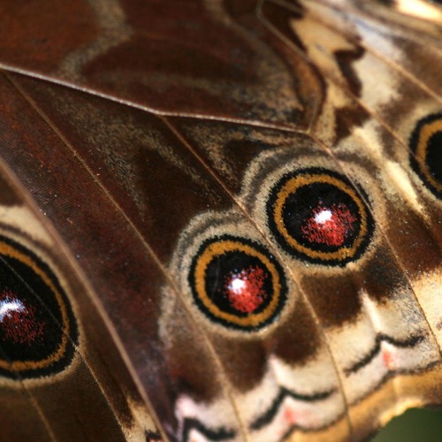 "Starless and Bible Black" played on an old piano by Veronica