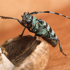 Ungeziefer - Demo Set