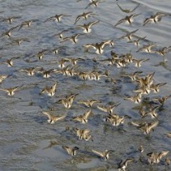 Podcast 6: Bay Splendor