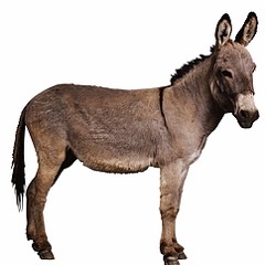 Something about the Donkey Next Door..