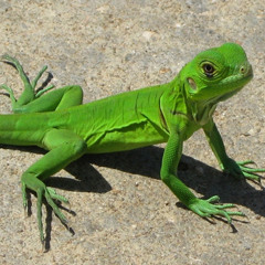 FREE DOWNLOAD - Tom Upton - Lizard 2012 (Bootleg)