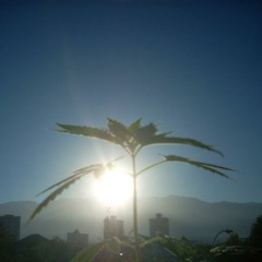 Santobando - Allá está el Sol (Suenavida studio)