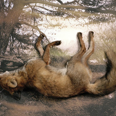 Cadence Fox Live @ Swing State 3/2/2013