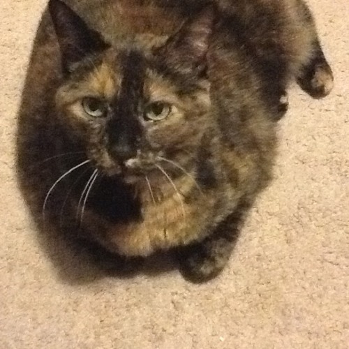 farting sounds from my cat