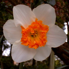 Clive Button - Dance Of The Spring Flowers