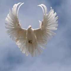 خسته ام ازین کویر - مسعود جاهد و شیدا