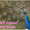 All About My Bush All About My Bush