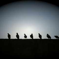 Black Birdz - Sometimes (Original Mix)