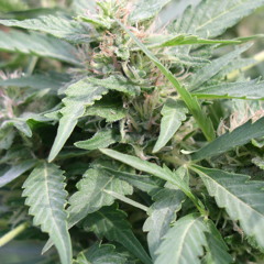 THE HERB MASTER