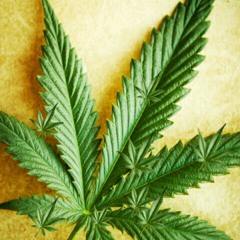 Loyalty (Birdman Cover)