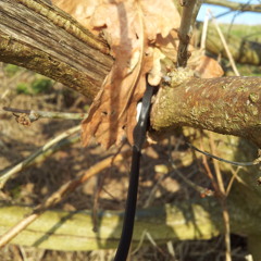 Field Recording